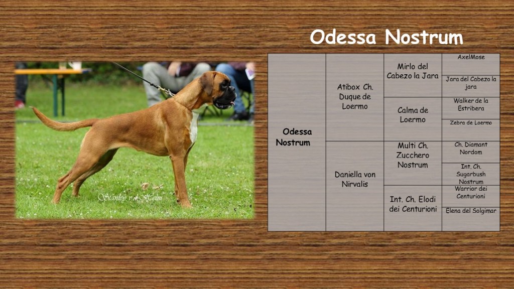 stamboom website Odessa